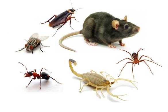 Pragas-urbanas - DDTIZZ